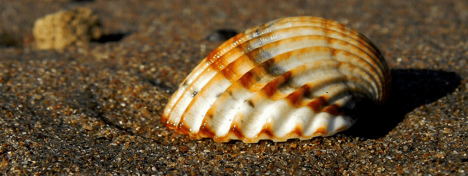 Novus close up of shell on beach Novus close up of shell on beach