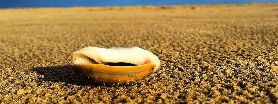 Novus one shell upturned on a beach Novus one shell upturned on a beach